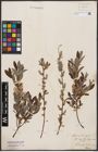 Foto von Salix aurita L. x Salix repens L.